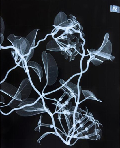 Fleurs scannées aux rayons X