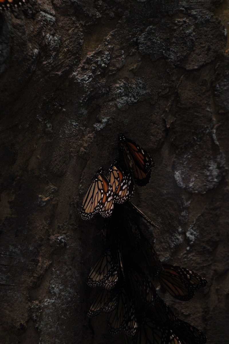 Photographie zoomée de papillons sur un arbre