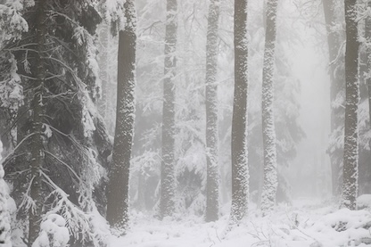 Photographie d'une forêt enneigée